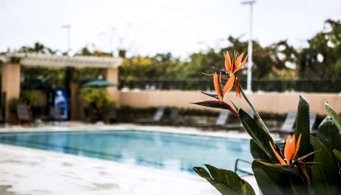 bird-paradise-blooming-by-infinity-pool_0x800