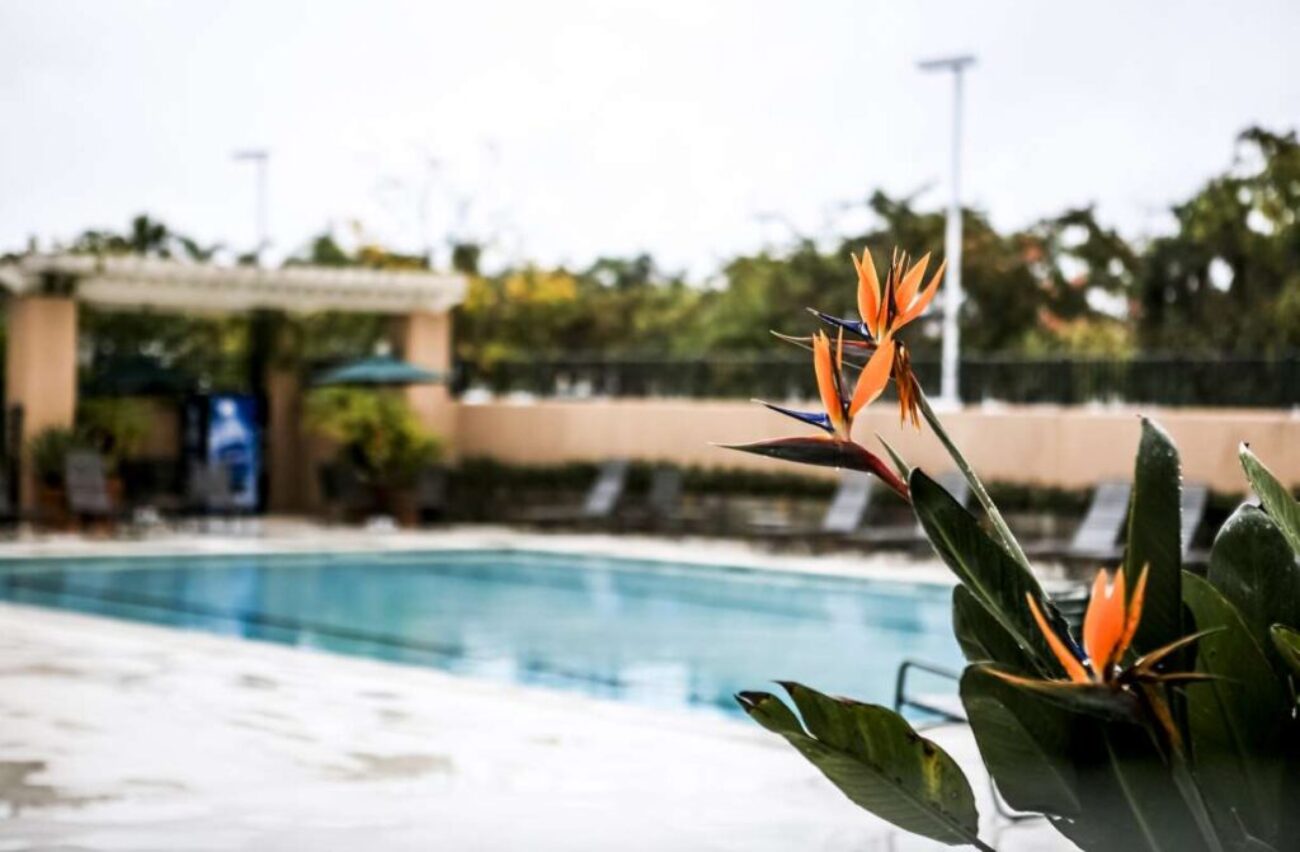 bird-paradise-blooming-by-infinity-pool_0x800