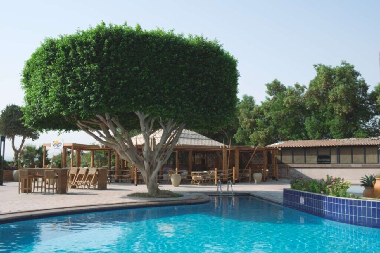 large-green-ficus-tree-resort-s-swimming-pool_0x800