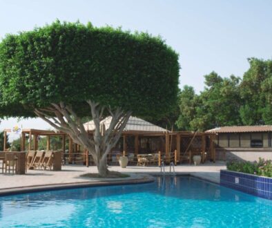 large-green-ficus-tree-resort-s-swimming-pool_0x800