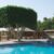 large-green-ficus-tree-resort-s-swimming-pool_0x800